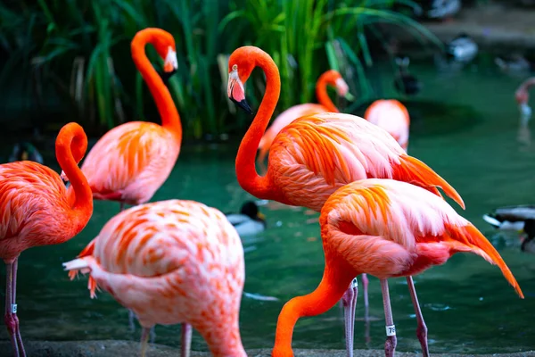 Flamingo Amerika. Flamingos. Burung kecantikan, sekelompok flamingo. — Stok Foto