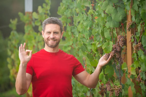 Gärtner bei der Sommertraubenernte. Weingut. Mann erntet Trauben im Weinberg, Arbeiter pflücken Trauben, bauen Wein an. Bauern bei der Weinlese. — Stockfoto