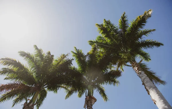 Handflatornas landskap. Tropiska träd bakgrund. Kokospalmer på blå himmel. Exotisk sommar natur bakgrund, naturlandskap. Sommar tropisk ö, semester eller semester mönster. — Stockfoto