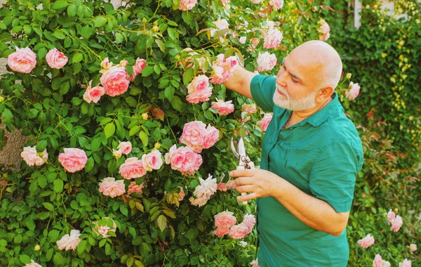 Senior-Gärtner im Garten, der Rosen schneidet. Großvater arbeitet im Hinterhof mit Frühlingsblumen. — Stockfoto