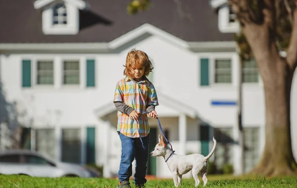 Lindo niño jugando con chihuahua perro mixto acostado en el césped del patio trasero. Longitud completa de los niños que juegan con el perro mascota en el césped de primavera en el parque. —  Fotos de Stock