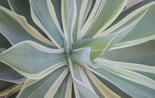 Agave. Fondo de cactus, diseño de cactus o patrón de cactaceae. —  Fotos de Stock