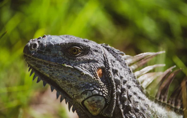 Güney Florida 'da güneşlenen yeşil iguana kertenkelesinin yakın çekimi. Amazon orman hayvanları, Meksika, Orta Amerika, Karayipler. — Stok fotoğraf