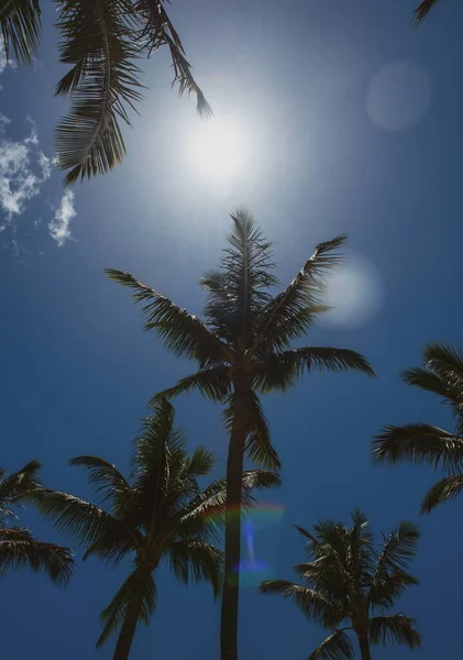 Coconut palm trees, beautiful tropical texture with sun light on sky abstract background. Palms wallpaper. — Stock Photo, Image