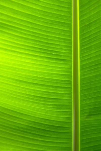 Tropical leaf texture background. Green close up leaf structure. — Fotografia de Stock