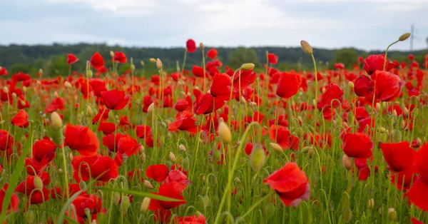 Flowers Red poppies blossom on wild field. Anzac Dat. Remembrance day. Red poppy flower posters, banner, header for website. — Stock fotografie