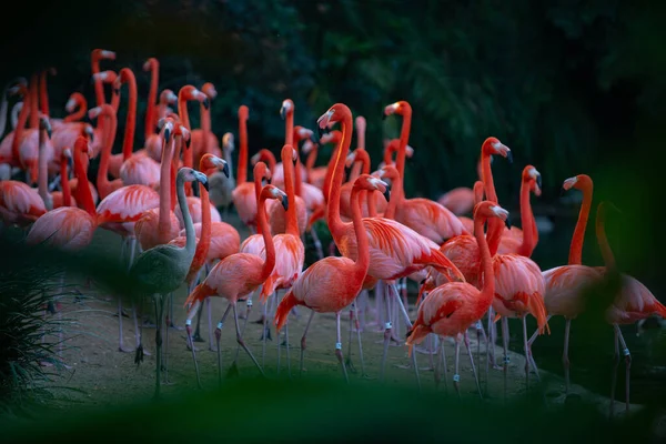 Ένα σμήνος από ροζ φλαμίνγκο. Ροζ φλαμίνγκο πουλιά ομορφιάς. Φλαμίνγκο της Καραϊβικής. Μεγάλο πουλί χαλαρώνει απολαμβάνοντας το καλοκαίρι. Πράσινο φόντο της φύσης. — Φωτογραφία Αρχείου