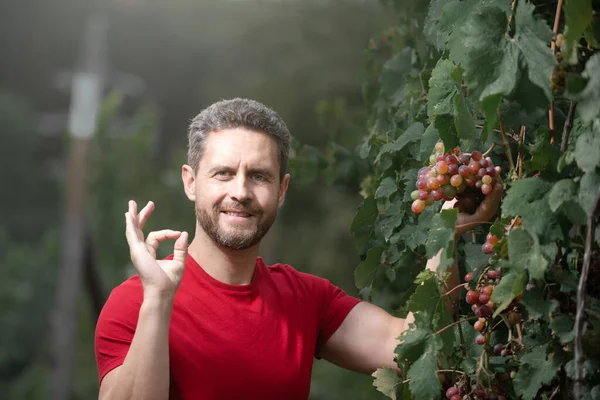 葡萄种植者收割葡萄.男人修剪葡萄树。男人在葡萄园里的葡萄藤上采摘红酒葡萄.葡萄收获。好的手势. — 图库照片