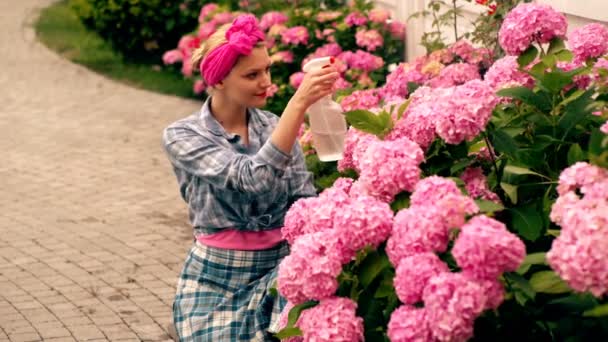 Γυναίκα ποτίζει ορτανσία. Κηπουρός γυναικών και φυτά στον ανοιξιάτικο κήπο. Λουλούδια ορτανσία. Νοικοκυρά που φροντίζει τα φυτά στο σπίτι πίσω αυλή. — Αρχείο Βίντεο