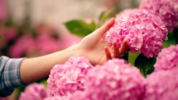 Primavera. Mujer mano cere hortensias flores. Flores de primavera en el jardín. — Vídeos de Stock