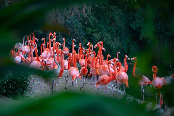 Grand flamant rose, Phoenicopterus roseus. Colonie de flamants roses toilettant en pataugeant dans un étang. — Photo