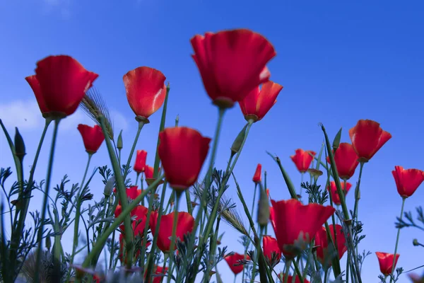 Poppy for Remembrance Day, Memorial Day, Anzac Day in New Zealand. Poppy meadow on sky. — Stock Photo, Image
