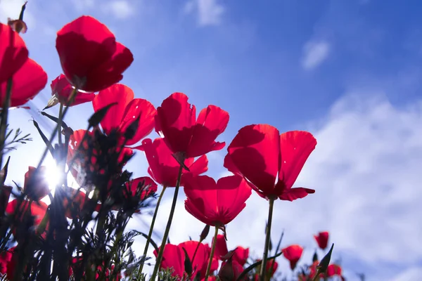 Poppy flower for Remembrance Day, Memorial Day, Anzac Day. Field of red poppy flowers to honour fallen veterans soldiers in battle of Anzac armistice day. — Stock Photo, Image