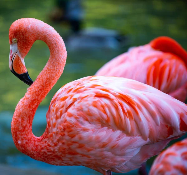 Amerikan Flamingosu. Flamingolar. Güzel kuşlar, bir grup flamingo.. — Stok fotoğraf