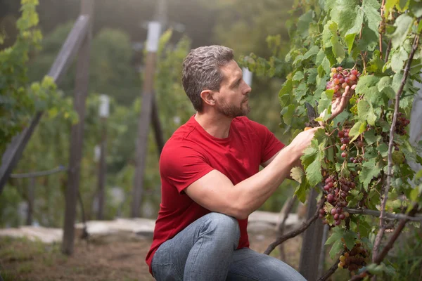 Kertész a nyári szüreten. Vinedresser szőlőt szeletel. férfi szőlőültetvény tulajdonosa. Szőlőből szőlőt vágó ember. — Stock Fotó