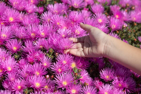 Kids hands on flowers. Pink asters in the garden, pink daisies texture. Violet chamomile background. Pink and purple moss phlox flowers. Top view. — Photo