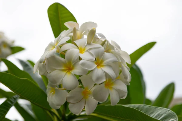 Plumeria rubra branca flores flor. Flor de Frangipani. — Fotografia de Stock