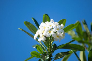 Mavi gökyüzü arka planında beyaz rubra çiçekleri. Frangipani çiçeği. Plumeria pudica beyaz çiçekler, yeşil yapraklı arka plan.