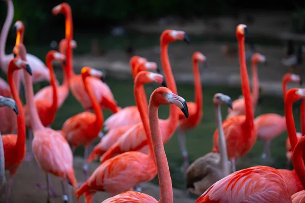 Amerikanischer oder karibischer Flamingo, Phoenicopterus ruber. Flamingos oder Flamingos sind eine Art Watvogel aus der Familie der Phoenicopteridae. Rote Flamingos. — Stockfoto