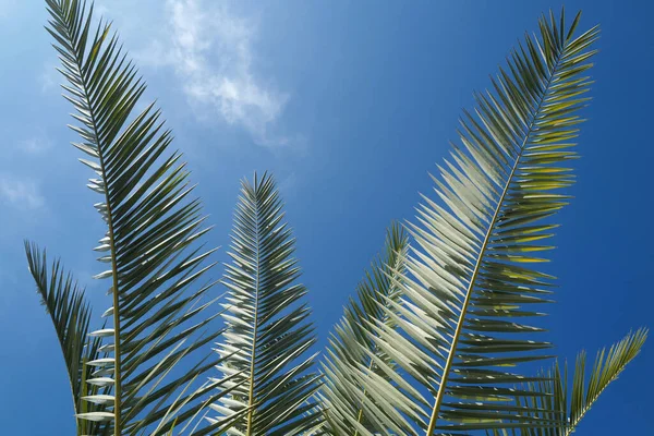 Handflatornas struktur. Tropisk palm med solljus på himlen abstrakt bakgrund. Sommar semester och natur resor äventyr koncept. — Stockfoto