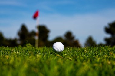 Golf topu yeşil sahada. Bahçedeki golf topu..