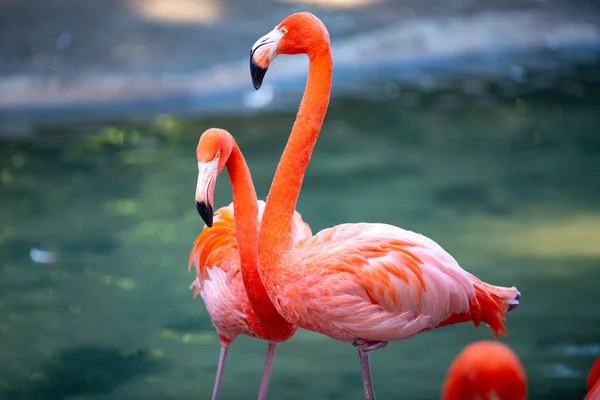 Güzel pembe flamingo. Gölette bir sürü pembe flamingo. Flamingolar veya flamingolar Phoenicopterus familyasından bir kuş türü.. — Stok fotoğraf