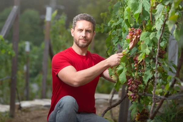 Kertész a nyári szüreten. A farmer elvágta a szőlőt. Vinedresser szőlőt szeletel. Férfi szőlőültetvény tulajdonosa. Egy ember kerti ollóval. A farmer elvágta a szőlőt. Szőlővágó csorda. — Stock Fotó