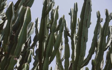 Kaktüs sırtı, kaktüs tasarımı ya da kaktaceae deseni.