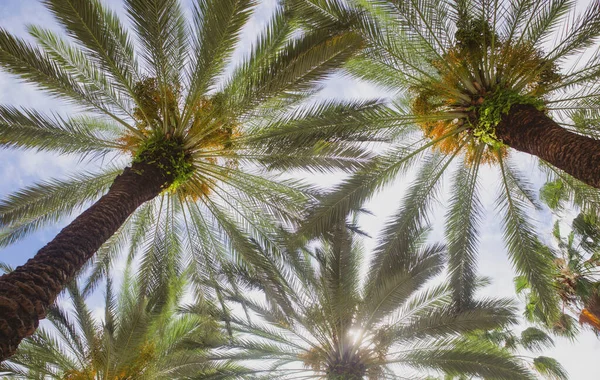 Kokospalmer, vacker tropisk konsistens med solljus på himlen abstrakt bakgrund. Tropisk bakgrund på sol ljus himmel. — Stockfoto