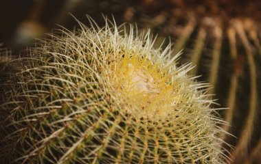 Kaktüs sırtı, kaktüs tasarımı ya da kaktaceae deseni.