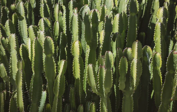 Fondo de cactus, diseño de cactus o patrón de cactaceae. — Foto de Stock