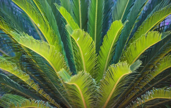 Palmové listy na pozadí, přírodní zelená textura s palmovým listím na pozadí. Tropické stromy design. — Stock fotografie