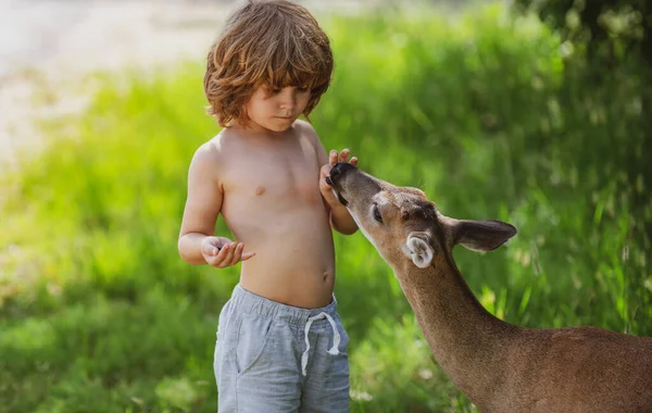 Un mignon enfant nourrit un bébé fauve dans la forêt. Joli garçon avec un animal gracieux au parc. Adaptation des enfants. — Photo