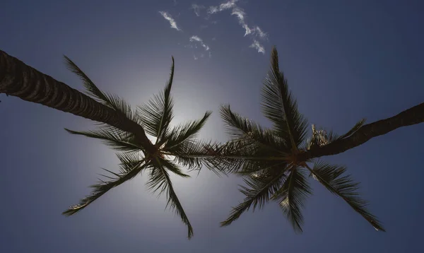 Palms wallpaper. Palm trees on blue sky, palm at tropical coast, coconut tree. — Stock Photo, Image