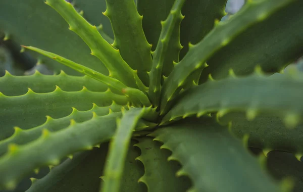 Aloe vera. Fondo di cactus, disegno di cactus o disegno di cactacee. — Foto Stock
