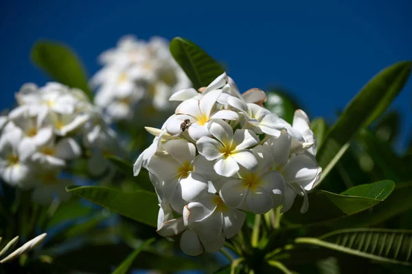 Weiße Blüten von plumeria rubra. Frangipani blühen. Plumeria ist eine mehrjährige Blütenpflanze aus der Familie der Pantoffeln oder Frangipani. Apocynaceae. — Stockfoto