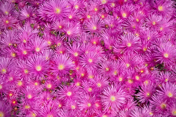背景为紫色小花。粉红色的乳酪在花园里，粉红色的雏菊质感。紫罗兰的菊花背景。粉色和紫色苔藓花香花。顶部视图. — 图库照片
