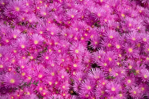 Pink asters blossoms in the garden, pink daisies texture. Violet chamomile background. Wallpaper, texture background. — 图库照片
