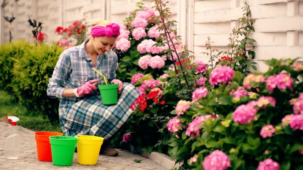 Gülümseyen kadın, pembe ortancaların arka planında saksılarda çiçek saklardı. Çiçek yetiştirme kavramı. Kadınlar ortancaları önemser.. — Stok video