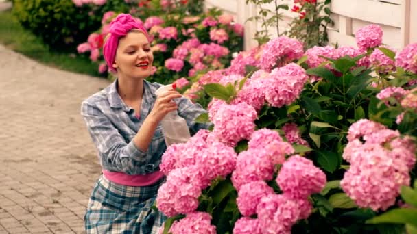 Girl watering hydrangea. Woman watered flowers in her yard in the summer. Woman cares for pink hydrangeas. Concept of care for flowers. Pink Hydrangea. Pink flowers. — Αρχείο Βίντεο