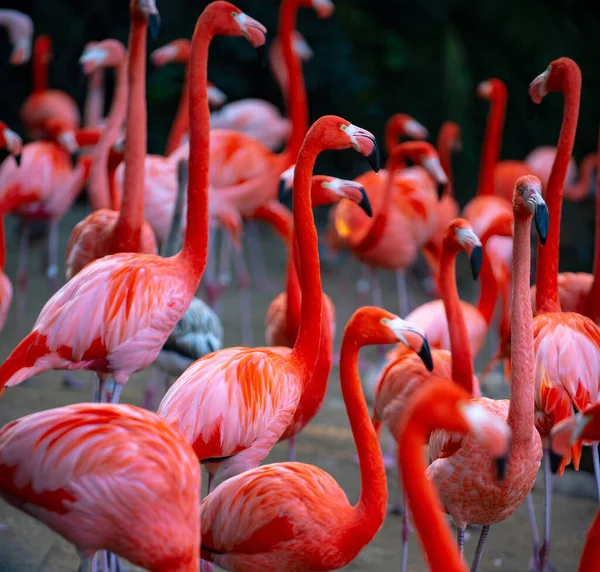 아름다운 분홍빛 플라밍고. 연못에 있는 핑크 플라밍고 무리. 플라밍고 (Flamingos) 또는 홍학 (flamingoes) 은 포에니 카테 루스 속에서 두루 다니는 새의 일종이다. — 스톡 사진