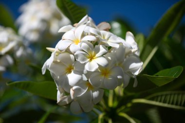 Yeşil arka planlı Frangipani çiçeklerini kapatın. Beyaz Plumeria Rubra çiçekleri. Yeşil yapraklı güzel frangipani çiçekleri.