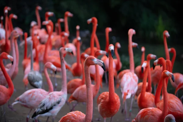 Greater flamingo, Phoenicopterus roseus. Colony of pink Flamingos grooming while wading in a pond. — Stock Photo, Image