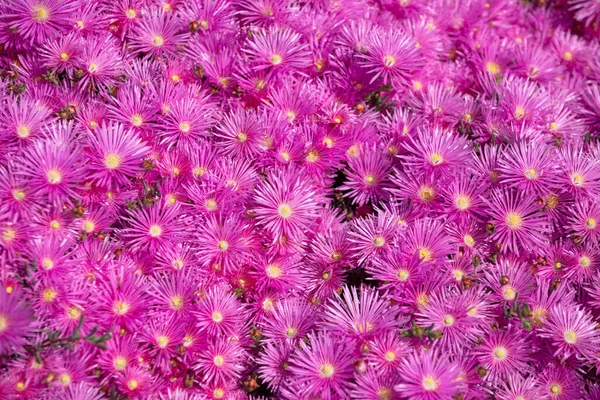 Üst Manzara. Bahçede pembe asterler, pembe papatya deseni. Violet papatya çayı geçmişi. Pembe ve mor yosun çiçekleri..