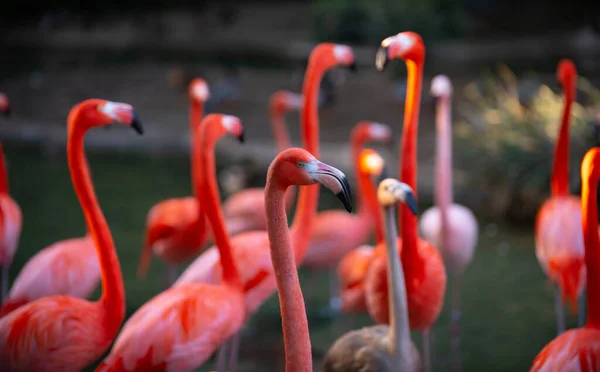 Rosa Flamingo i naturen. Phoenicopterus ruber i nära kontakt med honan. Skönhet Flamingo. — Stockfoto