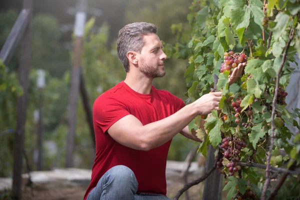 Садовник на летний сбор винограда. Урожай винограда, улыбающийся фермер режет виноград в винограднике. — стоковое фото