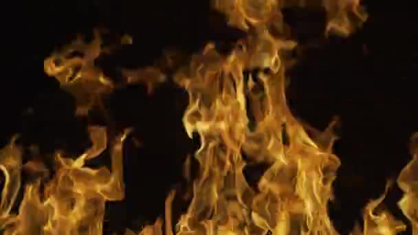 Flăcări de foc pe fundal negru. Efect de foc. Arde foc flacără izolat, textura abstractă. — Videoclip de stoc