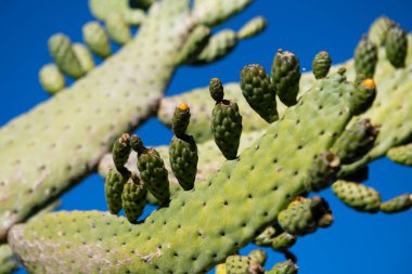 Gökyüzü sırtı üzerindeki kaktüs, kaktüs tasarımı veya kaktaceae deseni.