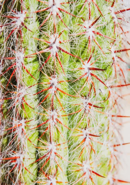 Cactus de cerca con clavos. Fondo de cactus, diseño de cactus o patrón de cactaceae. —  Fotos de Stock