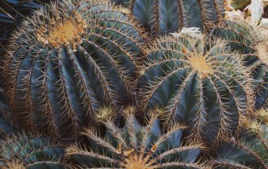 Jimnastik salonu kaktüsü. Kaktüs sırtı, kaktüs ya da kaktaceae deseni.